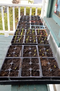 New sprouts grown from seed, which will soon be transferred to the garden. Photo by Michael H. Imwalle.